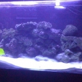 Tank shot