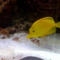 Yellow Tang