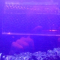 Sump4
