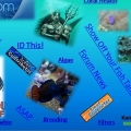 3reef