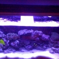 Tank