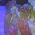 My acans
