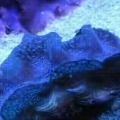 Clam