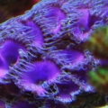purple deaths