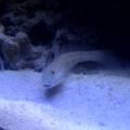 Diamond goby