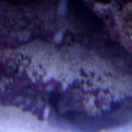 Diamond goby den