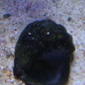 Damsel eggs 1