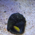 Damsel eggs 2