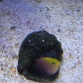 Damsel eggs 3