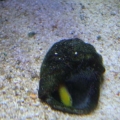Damsel eggs 5
