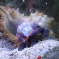hermit out of shell
