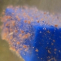 Hydoids 1