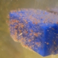hydroids 2