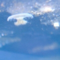 baby jellyfish closer up