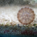 Large jellyfish swimming into glass