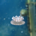 medium jellyfish on the move big