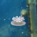 medium jellyfish on the move small