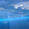 small baby jellyfish
