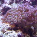 09/14/09
Hammer coral