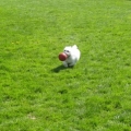 Lily can run so fast!