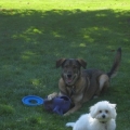 coco and lily playing
