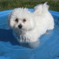 lily pool