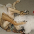 playing