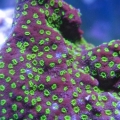 montiUndata