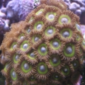 miscZoa1