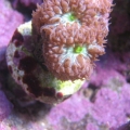 blastoMerlettiOL