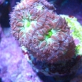 blastoMerletti