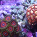zoas