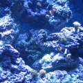 fts1