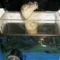 SKIMMER