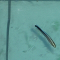 Cleaner wrasse in QT tank.