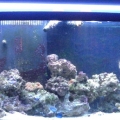 The 72 gallon reef with ricordeas, mushrooms, and anenomes.