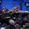 Full tank shot - 10/12/2009 - about 6 weeks away from our 1 year anniversary!