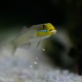 My ghs goby sifting the sand