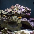 fts