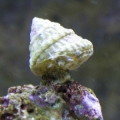 king of the rock