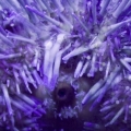 urchin