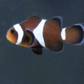 black clown