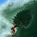 shark wave