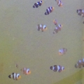 Babies - approximately 60 days old and 5/8" to 3/4"