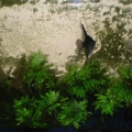 45gal Freshwater.  Mated pair of Angels.
- Cannister Filter
- Super Stable