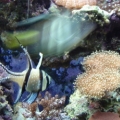 Banggai Cardinalfish. I had a pair that bred twice. The babies lived for about 6 weeks. :(