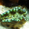 Recently added Derasa clam.