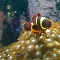 Maroon Clown. He's made these zoanthids his home.