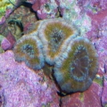 Aussie Acans