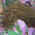 Black Eyelash